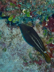 Cantherhines pullus