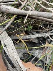 Ctenomorpha marginipennis