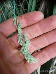 Poa astonii