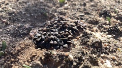 Anacampseros retusa