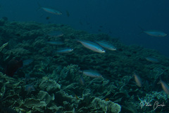 Caesio caerulaurea
