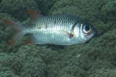 Myripristis violacea