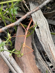 Ctenomorpha marginipennis