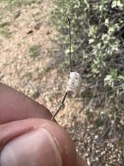 Litaneutria ocularis