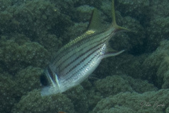 Neoniphon sammara