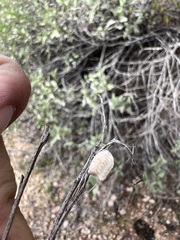 Litaneutria ocularis