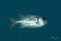 Myripristis violacea