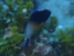 Stegastes partitus