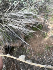 Litaneutria ocularis