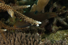 Canthigaster papua