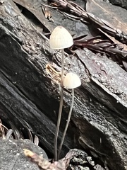 Mycena galopus