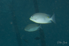 Siganus guttatus
