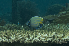 Pomacanthus imperator