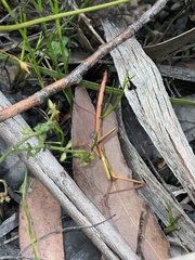 Ctenomorpha marginipennis