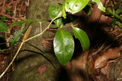 Denhamia celastroides