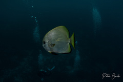 Platax boersii