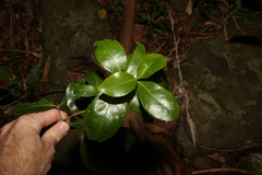 Denhamia celastroides