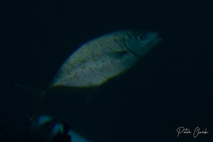 Flavocaranx bajad
