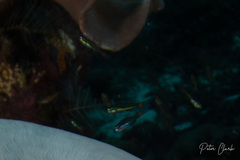 Ostorhinchus parvulus