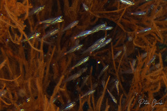 Ostorhinchus parvulus