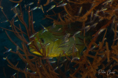 Flavocaranx bajad
