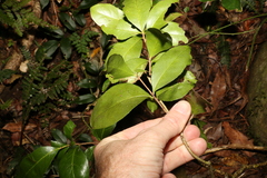 Denhamia celastroides