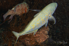 Flavocaranx bajad
