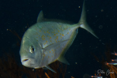 Flavocaranx bajad