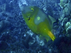 Cantherhines macrocerus