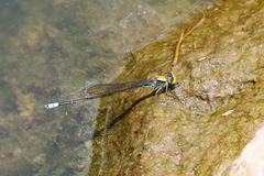 Pseudagrion aureofrons