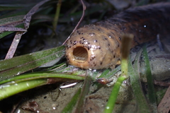 Apostichopus parvimensis