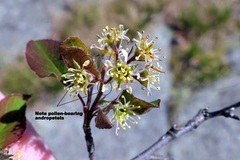 Amelanchier nantucketensis