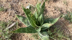 Ledebouria marginata