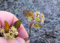 Amelanchier nantucketensis
