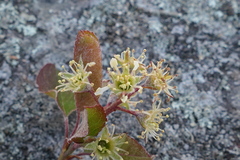 Amelanchier nantucketensis