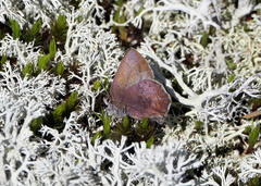 Callophrys augustinus