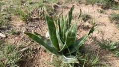 Ledebouria marginata