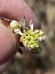 Amelanchier nantucketensis