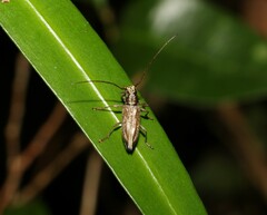 Temnosternus planiusculus