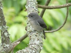 Melaenornis fischeri