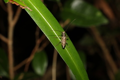 Temnosternus planiusculus