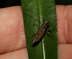 Temnosternus planiusculus