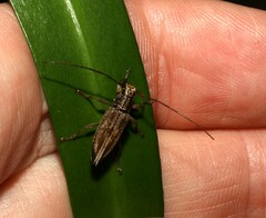 Temnosternus planiusculus