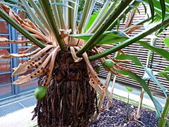 Cycas seemannii