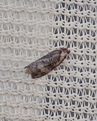Cryptoptila australana