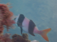 Pseudogoniistius nigripes