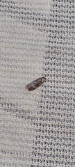 Cryptoptila australana
