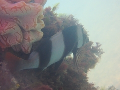 Pseudogoniistius nigripes