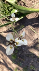 Moraea tricuspidata