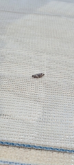 Cryptoptila australana